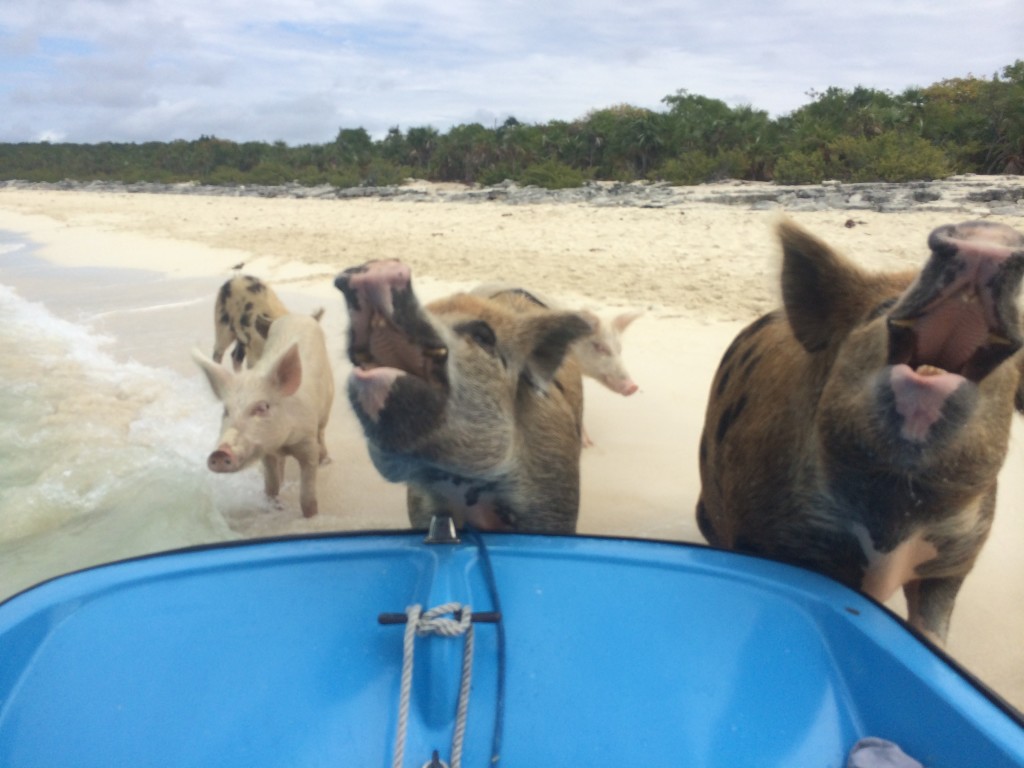 The hungry pigs of Big Major Cay